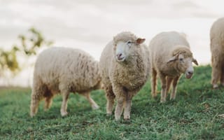 Картинка овцы, пейзаж, природа, трава, животные, ферма, мирный