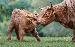 Картинка корова, телёнок, природа, животные, пейзаж, зеленая трава, семья