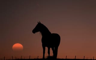 Картинка лошадь, закат, силуэт, природа, пейзаж, животные, небо
