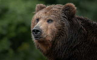 Картинка медведь, природа, дикие животные, фотография, животные, лес, пейзаж