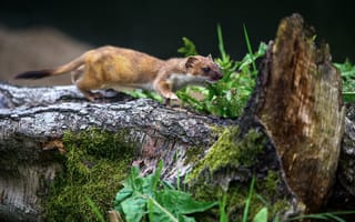 Картинка животное, природа, лес, белка, мох, дерево, дикая природа