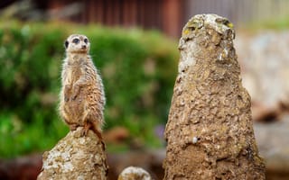 Картинка сурикат, животные, природа, пейзаж, фотография, дикие животные, столб