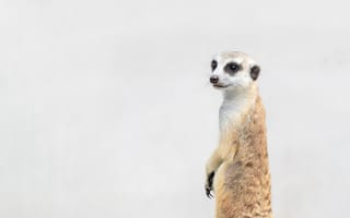 Картинка сурикат, животное, природа, дикая природа, питомец, фото, обои