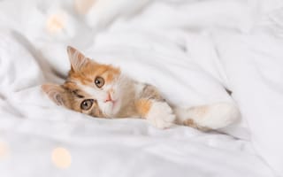 Картинка котенок, пуховое одеяло, домашний питомец, мягкость, спокойствие, уют, животные