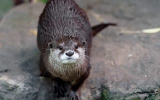 Картинка выдра, животные, природа, дикие животные, фото, звери, млекопитающие