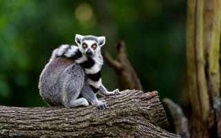 Картинка лемур, животные, природа, лес, дикие, фотография, обои