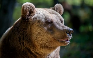 Картинка медведь, дикая природа, животные, фото, природа, лес, пейзаж