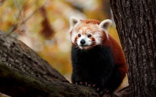 Картинка панда, животное, дерево, осень, природа, фотография, медведь