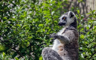 Картинка лемур, природа, животные, зелень, фауна, отдых, лето