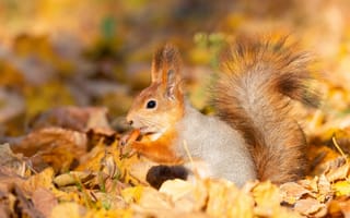 Картинка белка, осень, листья, природа, животные, лес, фото