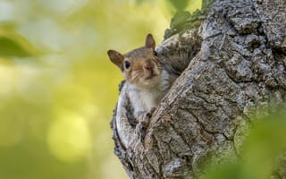 Картинка белка, дерево, природа, животные, лес, фото, обои