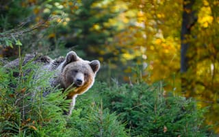 Картинка медведь, природа, лес, осень, животные, дикая природа, зеленый