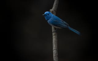 Картинка птица, синяя, природа, фото, обои, животные, пейзаж