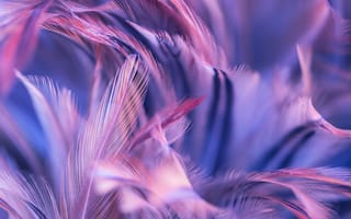 Картинка перья, фоны, абстракция, пурпурный, текстура, мягкость, цвета