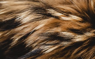 Картинка шерсть, природа, животные, текстура, коричневый, черный, мягкий