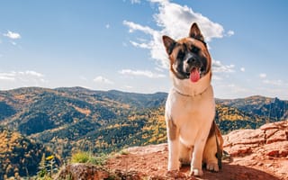 Картинка собака, природа, горы, осень, пейзаж, акита, небо