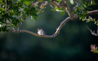 Картинка птица, ветка, природа, зелень, фото, обои, свет