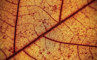 Картинка лист, осень, природа, макро, текстура, цвет, красота