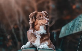 Картинка собака, питомец, природа, парк, друг, животное, отдых