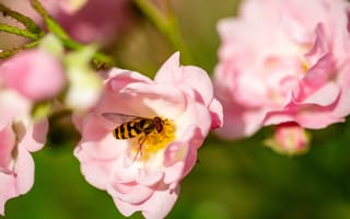 Картинка цветы, пчела, природа, розы, макро, лето, красота