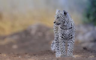 Картинка леопард, дикая природа, животные, питомцы, фото, природа, молодой