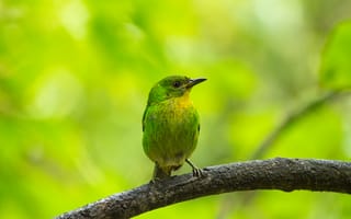 Картинка птица, зелёный, природа, ветка, фото, животные, лес