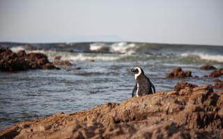 Картинка пингвин, море, скалы, природа, пейзаж, животные, океан