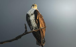 Картинка орел, птица, природа, фотография, небо, ветка, дикая природа