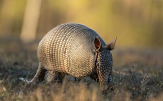 Картинка бронированный, дикое животное, природа, фотография, млекопитающее, пейзаж, арматура