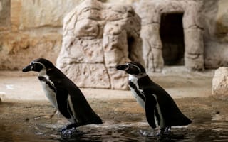 Картинка пингвины, животные, водоплавающие, зоопарк, природа, птицы, вода