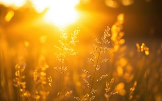 Картинка закат, природа, трава, солнце, освещение, лето, пейзаж