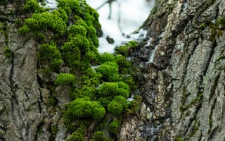 Картинка мох, дерево, природа, зеленый, текстура, лес, зима