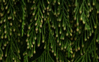 Картинка зелень, растения, природа, листья, фон, текстура, обои