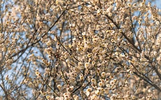 Картинка цветы, природа, весна, дерево, белый, пейзаж, красота