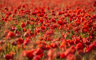 Картинка мак, поля, цветы, красный, природа, лето, пейзаж