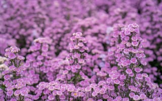 Картинка цветы, пурпурный, природа, обои, растения, красота, ландшафт