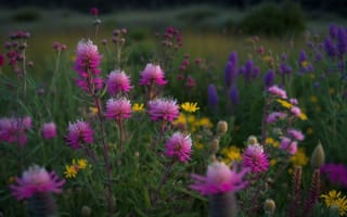 Картинка цветы, природа, пейзаж, лето, красота, флора, яркие цвета