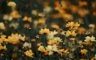 Картинка цветы, природа, желтые, пейзаж, лето, красота, фото