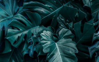 Картинка листья, растения, природа, зелень, фон, обои, текстура