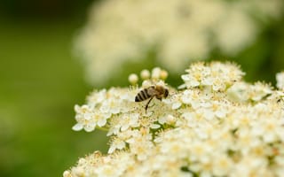 Картинка цветы, пчела, природа, лето, макро, растения, пыльца