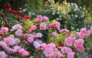 Картинка розы, цветы, сад, природа, красота, лето, пейзаж