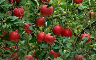 Картинка яблоки, дерево, фрукты, природа, лето, сад, зелень