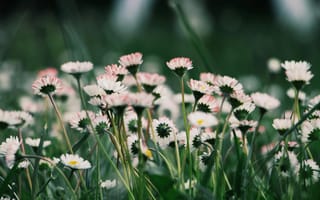 Картинка цветы, трава, природа, лето, пейзаж, красота, фото