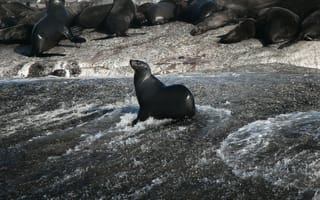Картинка морские львы, океан, природа, животные, пейзаж, камни, вода