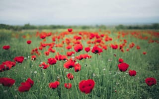 Картинка цветы, мак, пейзаж, природа, красный, лето, поле