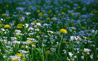 Картинка цветы, природа, пейзаж, зелень, лето, поле, день