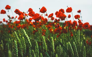 Картинка цветы, мак, природа, пейзаж, лето, красный, зелень