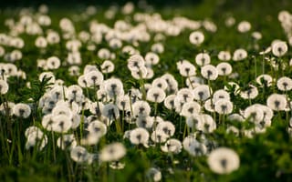 Картинка одуванчики, цветы, природа, лето, пейзаж, зелень, поле