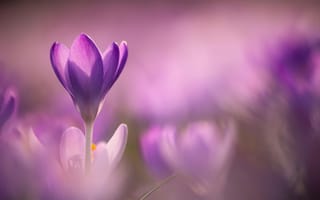 Картинка цветы, крокусы, природа, пурпурный, весна, размытость, красота