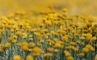 Картинка цветы, жёлтые, природа, пейзаж, лето, поле, красота